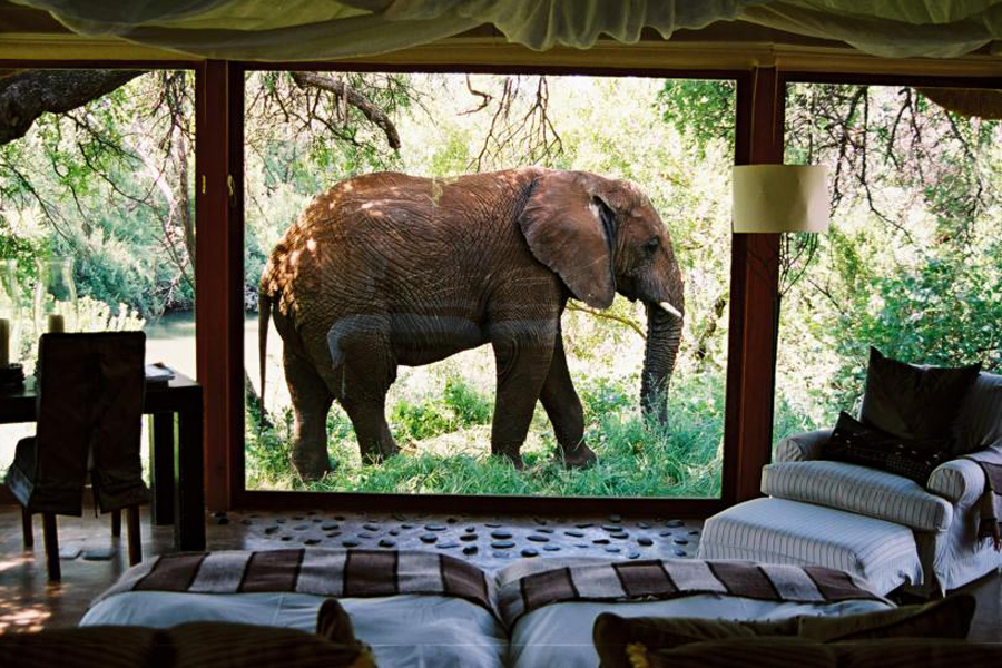 003168-01-bedroom-with-elephant-in-front