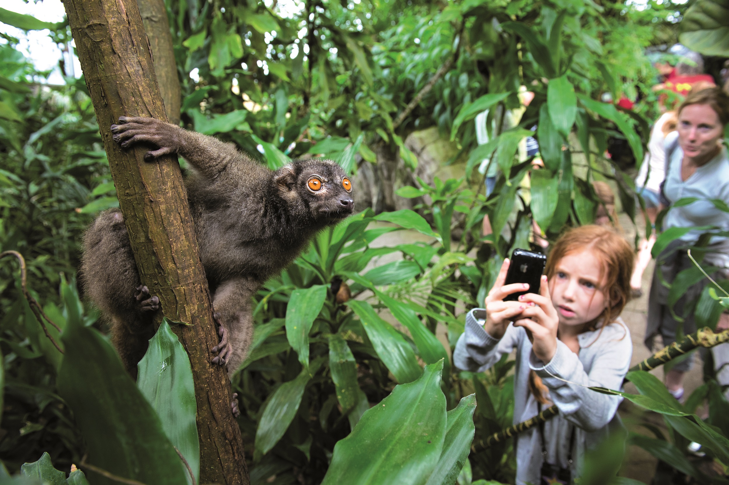 RandersRegnskov_Pige fotograferer brun lemur
