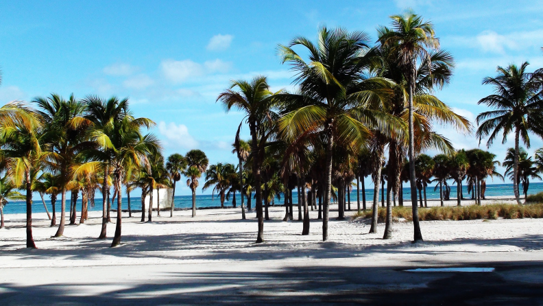 Palm Tree In Key Biscayne Miami Florida,USA