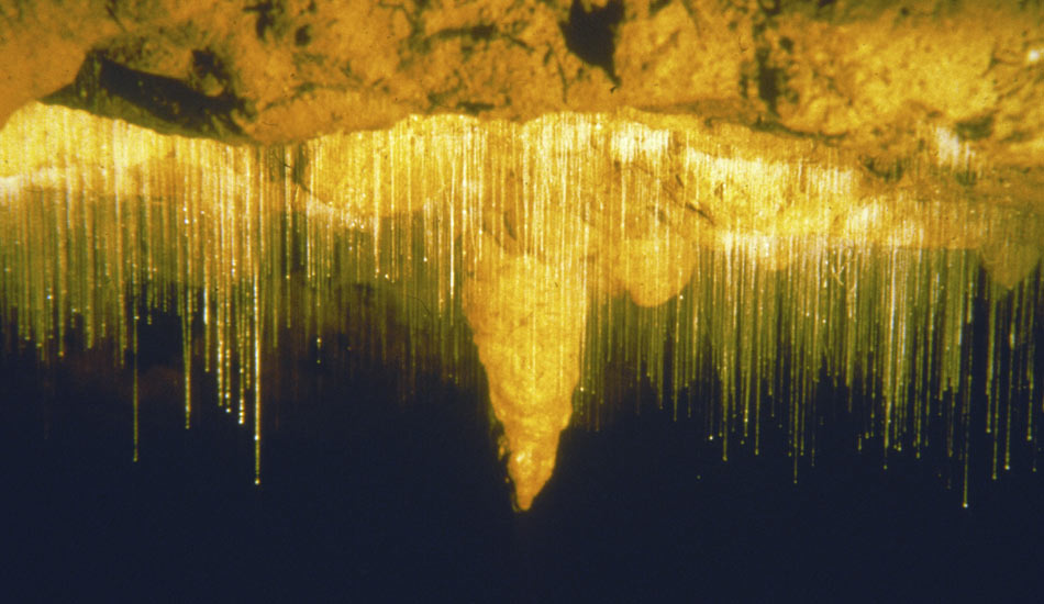 Waitomo-glowworm-caves