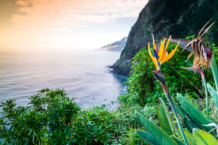 Strelitzia blooming on Madeira, Portugal