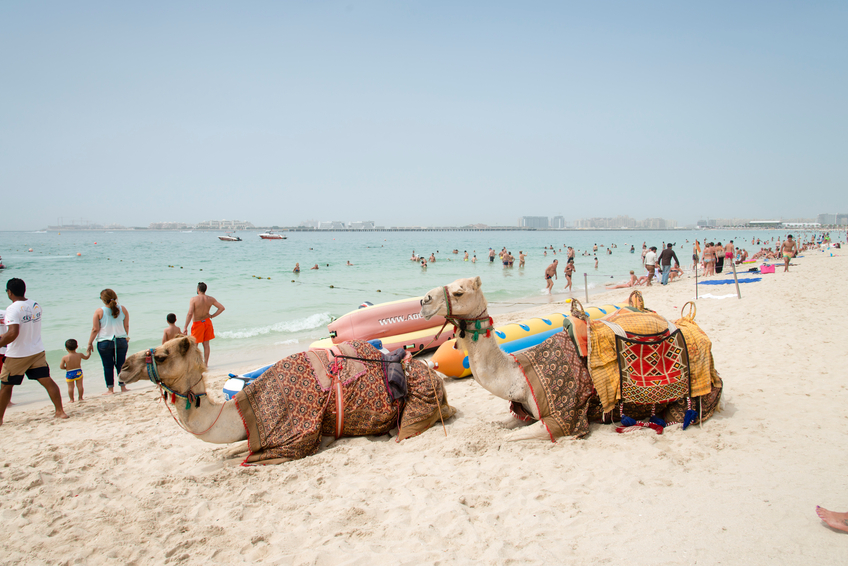 Dubai, United Arab Emirates - March 27, 2016: The beach at Dubai Marina during a hot day. People enjoying the sun on the beach walking and in the ocean swimming. In front two camels are resting on the beach.