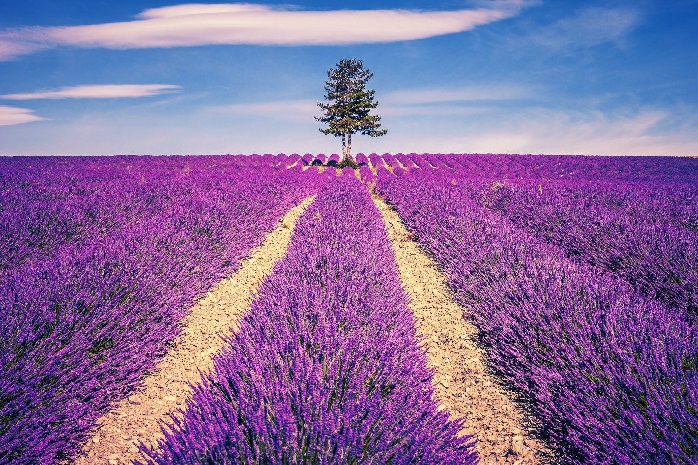 Lavendel i Provence. Frankrike