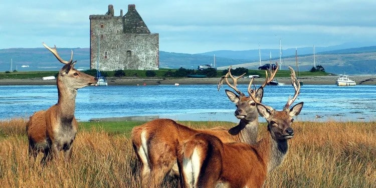 Cruise til De Britiske øyer – Skotsk whiskyvandring og ekspedisjon til Irskesjøen: Glasgow, Belfast, Man, Dublin og de skotske småøyene.