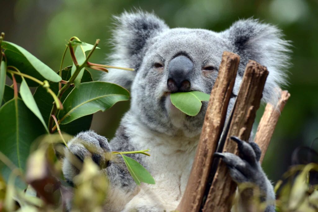 Koala naturreservat i Australia