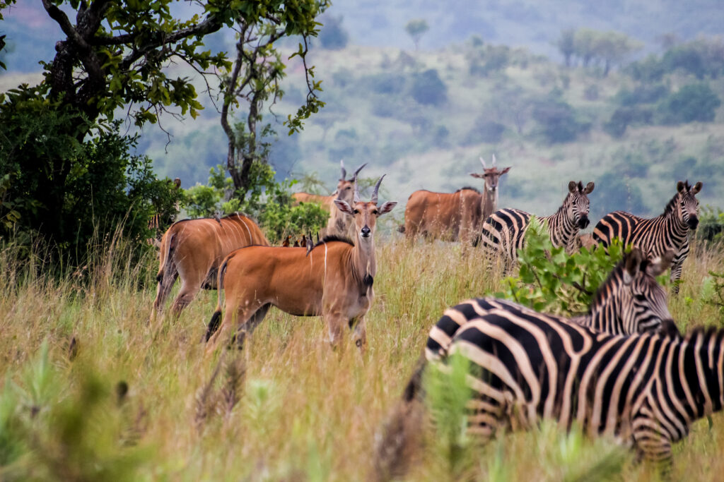 Safari i Rwanda.