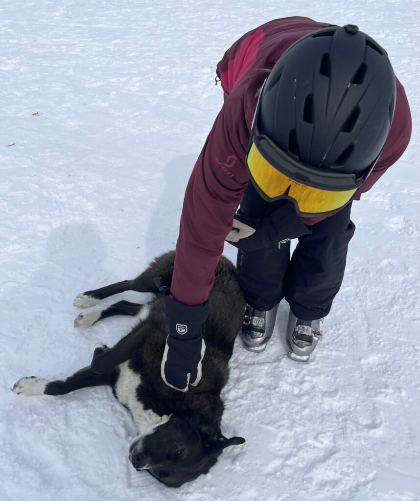 Person med hund med ski og hjelm ved Gudauri Skiresort.