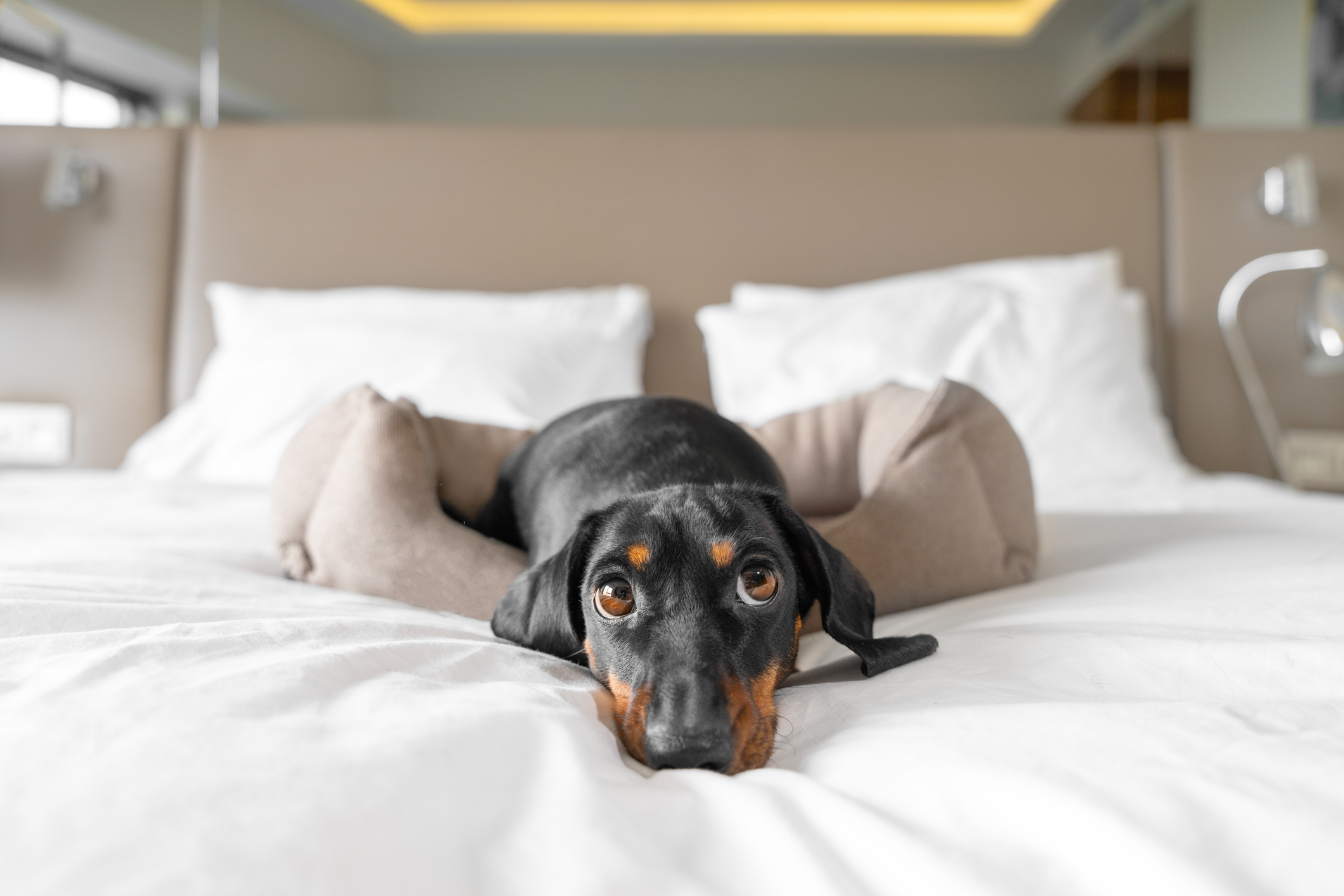 hund ligger i seng på hotell