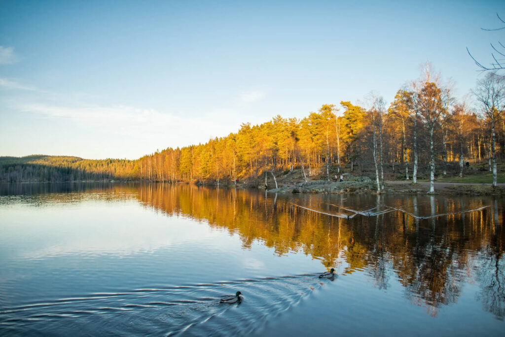Sognsvann med elv og trær.