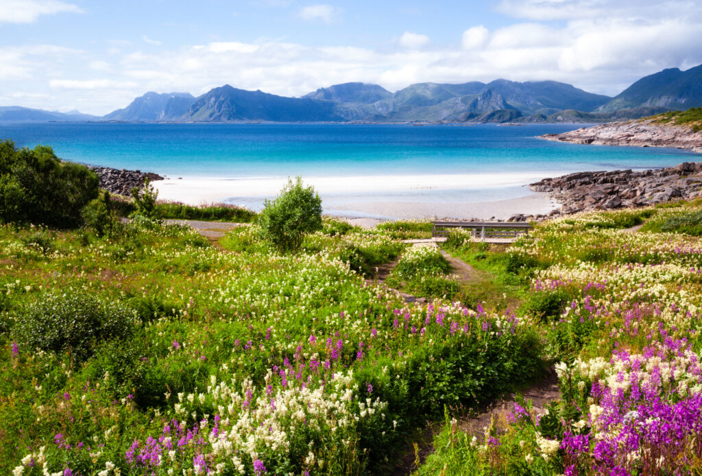 Flowering red, white, purple flowers and green grass surround the path descending to a romantic cozy sandy beach among the stones. Paradise on the shore of a calm blue sea surrounded by mountains. Summer sunny day. Beautiful field meadow.