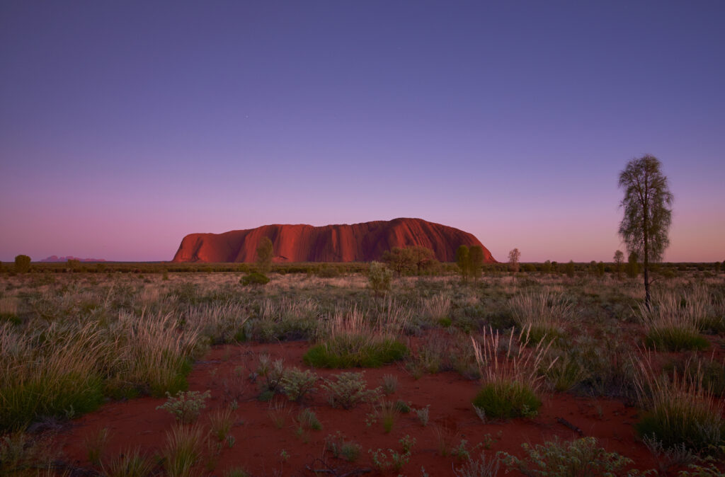 Før daggry ved Uluru, i hjertet av Australias outback. I forgrunnen strekker en gresslette seg mot horisonten og den enorme kalksteinsformasjonen Uluru. På himmelen kan man se et mylder av stjerner.