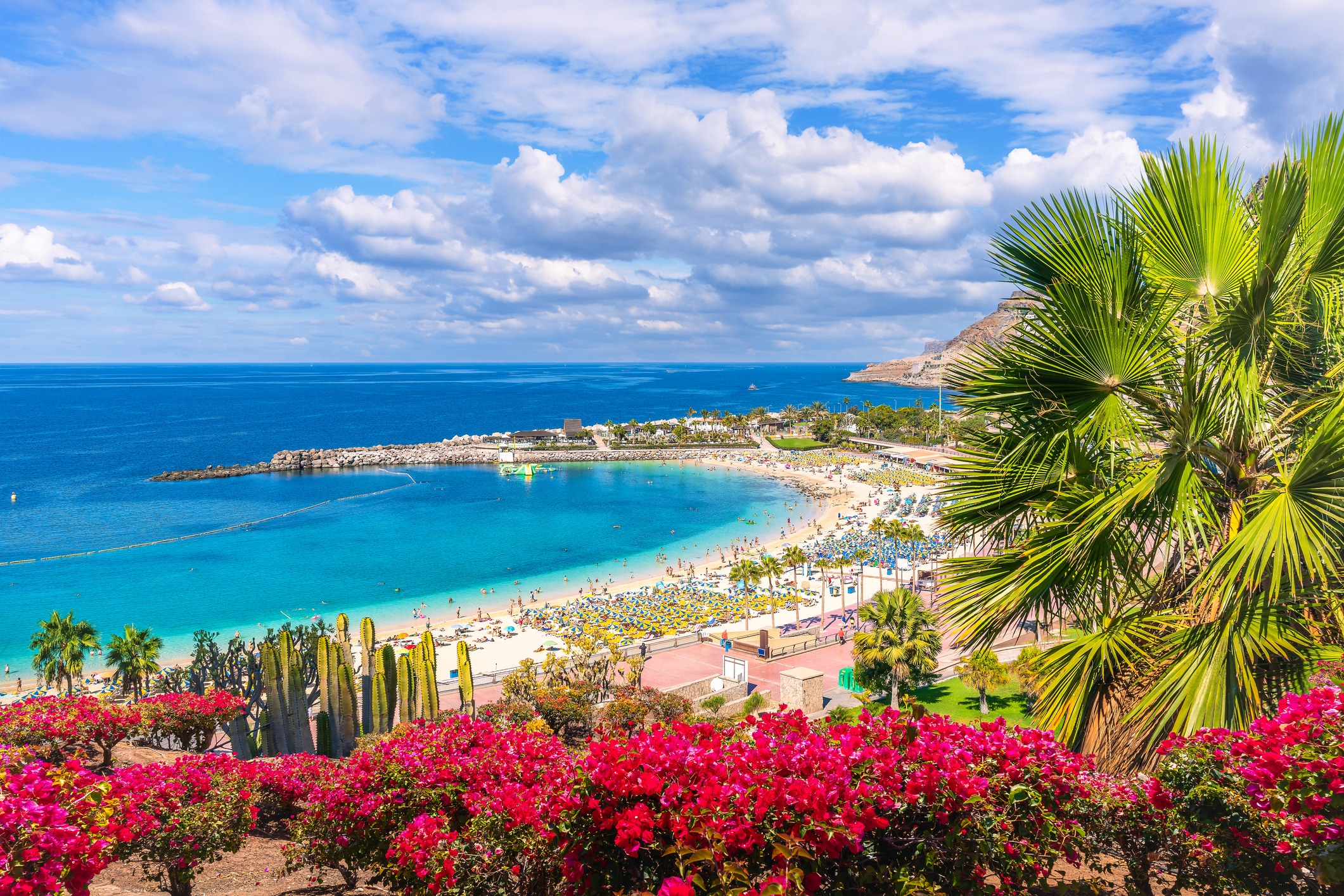 strand og palmer på Gran Canaria