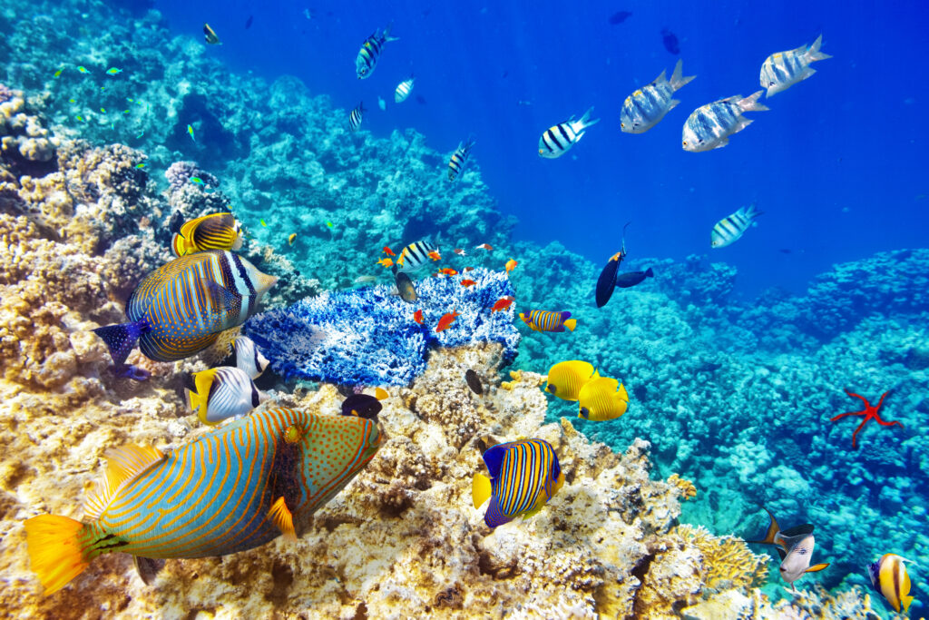 fargerike fisker i vannet i Egypt